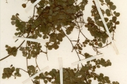 <strong>Leguminosae-Papilionoideae - Desmodium - Desmodium triflorum (L.) DC.</strong><br />© hnb