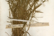 <strong>Poaceae - Brachiaria - Brachiaria distachyoides Stapf</strong><br />© hnb
