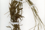 <strong>Poaceae - Digitaria - Digitaria longiflora (Retz.) Pers.</strong><br />© hnb