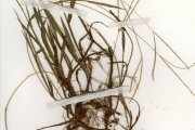 <strong>Poaceae - Digitaria - Digitaria longiflora (Retz.) Pers.</strong><br />© hnb
