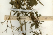 <strong>Capparidaceae - Gynandropsis - Gynandropsis gynandra (L.) Briq.</strong><br />© hnb