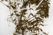 <strong>Rubiaceae - Oldenlandia - Oldenlandia affinis (Roem. & Schult.) DC.</strong><br />© hnb