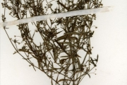 <strong>Rubiaceae - Oldenlandia - Oldenlandia corymbosa L. var. corymbosa</strong><br />© hnb
