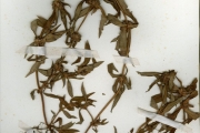 <strong>Rubiaceae - Spermacoce - Spermacoce ruelliae DC.</strong><br />© hnb