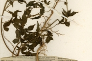 <strong>Euphorbiaceae - Croton - Croton lobatus L.</strong><br />© hnb