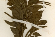 <strong>Leguminosae-Caesalpinioideae - Senna - Senna hirsuta (L.) H.S.Irwin & Barneby</strong><br />© hnb