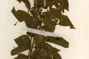 <strong>Leguminosae-Caesalpinioideae - Senna - Senna hirsuta (L.) H.S.Irwin & Barneby</strong><br />© hnb