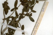 <strong>Rubiaceae - Mitracarpus - Mitracarpus hirtus (L.) DC.</strong><br />© hnb