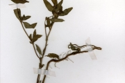 <strong>Rubiaceae - Mitracarpus - Mitracarpus hirtus (L.) DC.</strong><br />© hnb