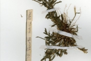 <strong>Poaceae - Perotis - Perotis indica (L.) Kuntze</strong><br />© hnb