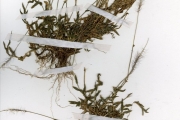 <strong>Poaceae - Perotis - Perotis indica (L.) Kuntze</strong><br />© hnb