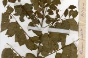 <strong>Rutaceae - Clausena - Clausena anisata (Willd.) Hook.f. ex Benth.</strong><br />© hnb
