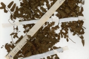 <strong>Schizaeaceae - Lygodium - Lygodium microphyllum (Cav.) R.Br.</strong><br />© hnb