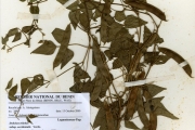 <strong>Leguminosae-Papilionoideae - Dolichos - Dolichos trilobus L. subsp. occidentalis Verdc.</strong><br />© hnb