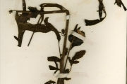 <strong>Malvaceae - Hibiscus - Hibiscus sabdariffa L.</strong><br />© hnb