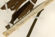 <strong>Araceae - Lasiomorpha - Lasiomorpha senegalensis Schott</strong><br />© hnb
