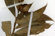 <strong>Zingiberaceae - Costus - Costus afer Ker Gawl.</strong><br />© hnb