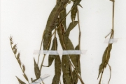 <strong>Poaceae - Oplismenus - Oplismenus hirtellus (L.) P.Beauv.</strong><br />© hnb