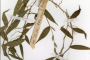 <strong>Poaceae - Oplismenus - Oplismenus hirtellus (L.) P.Beauv.</strong><br />© hnb