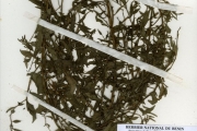 <strong>Onagraceae - Ludwigia - Ludwigia hyssopifolia (G.Don) Exell</strong><br />© hnb