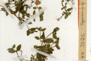 <strong>Rubiaceae - Spermacoce - Spermacoce exilis (L.O.Williams) C.D.Adams ex W.C.Burger & C.M.Taylor</strong><br />© hnb