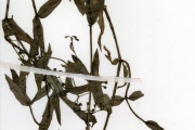 <strong>Rubiaceae - Pentodon - Pentodon pentandrus (Schumach. & Thonn.) Vatke</strong><br />© hnb