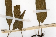 <strong>Polypodiaceae - Phymatosorus - Phymatosorus scolopendria (Burm.f.) Pic.Serm.</strong><br />© hnb
