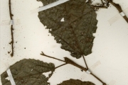 <strong>Moraceae - Ficus - Ficus vogeliana (Miq.) Miq.</strong><br />© hnb