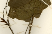 <strong>Euphorbiaceae - Macaranga - Macaranga heterophylla (Müll.Arg.) Müll.Arg.</strong><br />© hnb