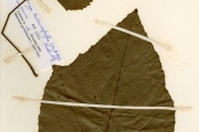 <strong>Euphorbiaceae - Macaranga - Macaranga heterophylla (Müll.Arg.) Müll.Arg.</strong><br />© hnb