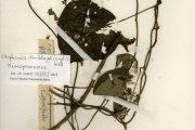 <strong>Menispermaceae - Stephania - Stephania dinklagei (Engl.) Diels</strong><br />© hnb