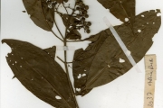 <strong>Rubiaceae - Pavetta - Pavetta corymbosa (DC.) F.M.Williams</strong><br />© hnb