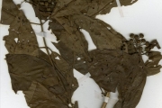 <strong>Rubiaceae - Pavetta - Pavetta corymbosa (DC.) F.M.Williams</strong><br />© hnb