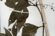 <strong>Rubiaceae - Psychotria - Psychotria calva Hiern</strong><br />© hnb
