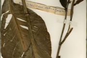 <strong>Cannaceae - Canna - Canna x generalis L.H.Bailey</strong><br />© hnb