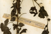 <strong>Malvaceae - Hibiscus - Hibiscus acetosella Welw. ex Hiern</strong><br />© hnb
