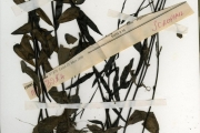 <strong>Scrophulariaceae - Buchnera - Buchnera leptostachya Benth.</strong><br />© hnb