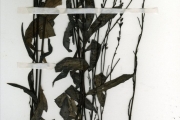 <strong>Scrophulariaceae - Buchnera - Buchnera leptostachya Benth.</strong><br />© hnb