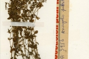 <strong>Primulaceae - Anagallis - Anagallis pumila Sw.</strong><br />© hnb
