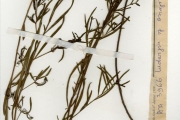 <strong>Onagraceae - Ludwigia - Ludwigia octovalvis (Jacq.) P.H.Raven subsp. brevisepala (Brenan) P.H.Raven</strong><br />© hnb