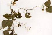 <strong>Leguminosae-Papilionoideae - Vigna - Vigna juruana (Harms) Verdc.</strong><br />© hnb