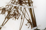 <strong>Cyperaceae - Cyperus - Cyperus pustulatus Vahl</strong><br />© hnb