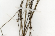 <strong>Scrophulariaceae - Sopubia - Sopubia simplex (Hochst.) Hochst.</strong><br />© hnb