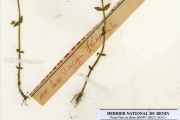 <strong>Scrophulariaceae - Bacopa - Bacopa floribunda (R.Br.) Wettst.</strong><br />© hnb