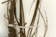 <strong>Poaceae - Panicum - Panicum fluviicola Steud.</strong><br />© hnb