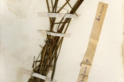 <strong>Poaceae - Panicum - Panicum fluviicola Steud.</strong><br />© hnb