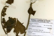 <strong>Malvaceae - Hibiscus - Hibiscus lonchosepalus Hochr.</strong><br />© hnb