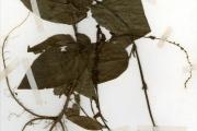<strong>Leguminosae-Papilionoideae - Desmodium - Desmodium gangeticum (L.) DC. var. gangeticum</strong><br />© hnb