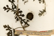 <strong>Cucurbitaceae - Citrullus - Citrullus lanatus (Thunb.) Matsum. & Nakai</strong><br />© hnb