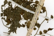 <strong>Solanaceae - Physalis - Physalis minima L.</strong><br />© hnb